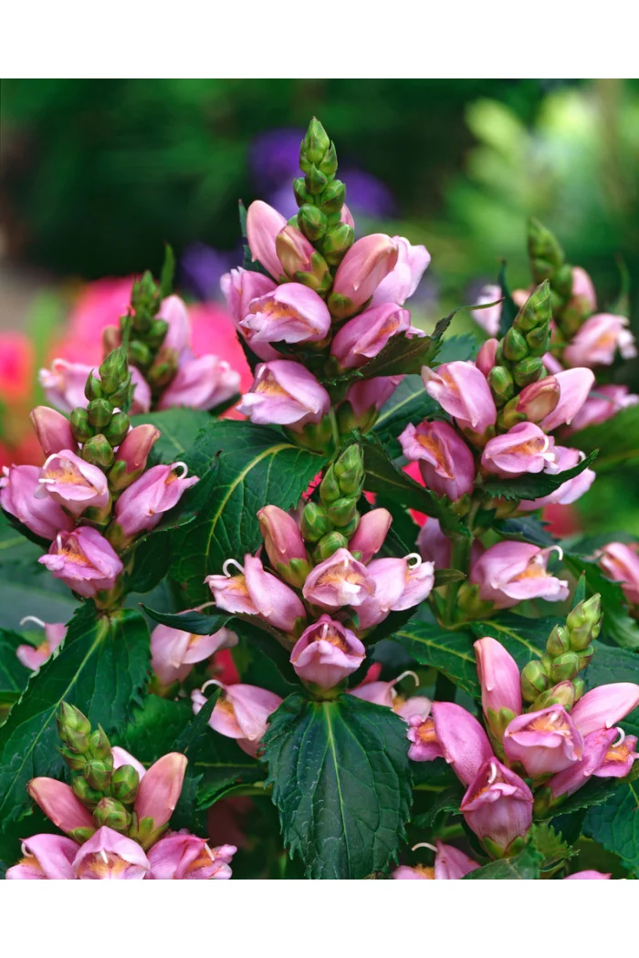 żółwik, żółwik Lyona, Chelone