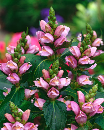 żółwik, żółwik Lyona, Chelone