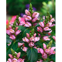 żółwik, żółwik Lyona, Chelone