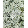 Bylica Stellera 'Silver Brocade' | Artemisia stelleriana