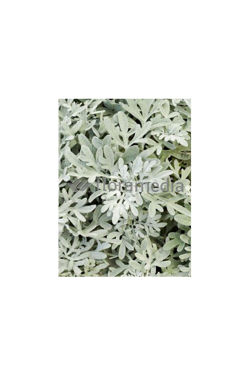 Bylica Stellera 'Silver Brocade' | Artemisia stelleriana