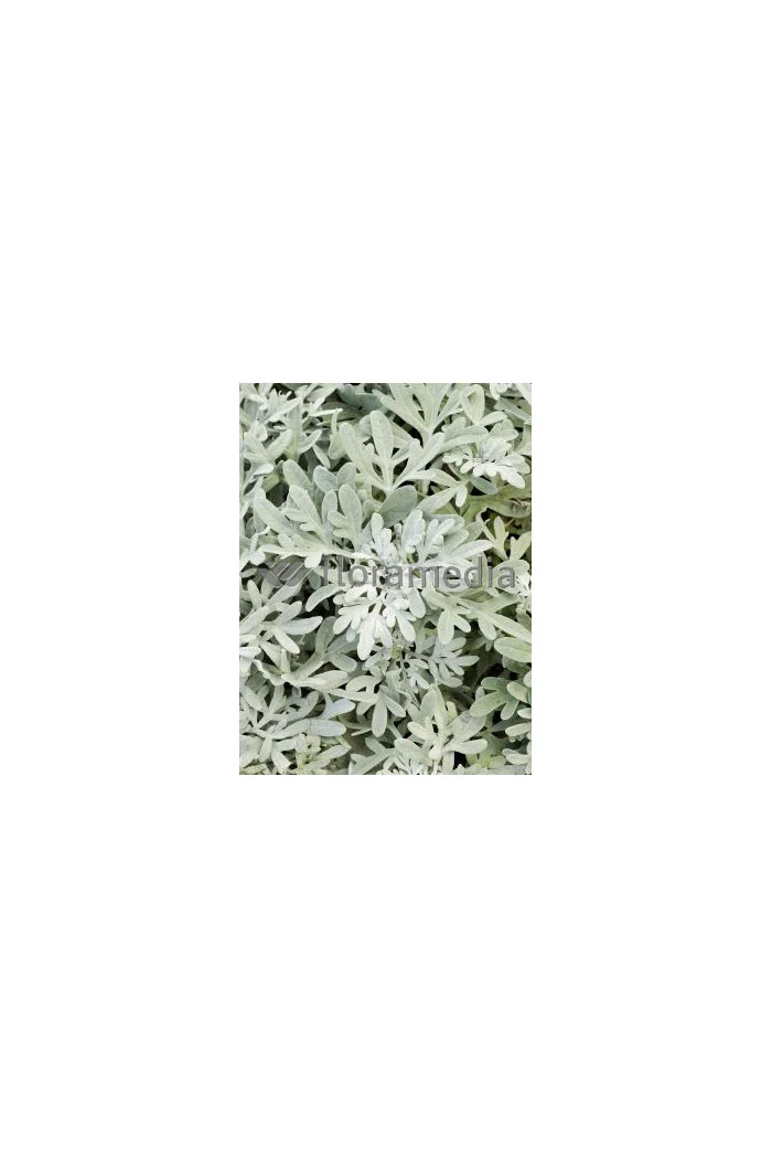 Bylica Stellera 'Silver Brocade' | Artemisia stelleriana
