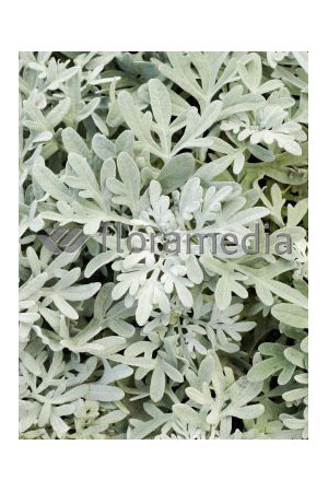 Bylica Stellera 'Silver Brocade' | Artemisia stelleriana