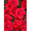 Supertunia Vista 'Strawberry'