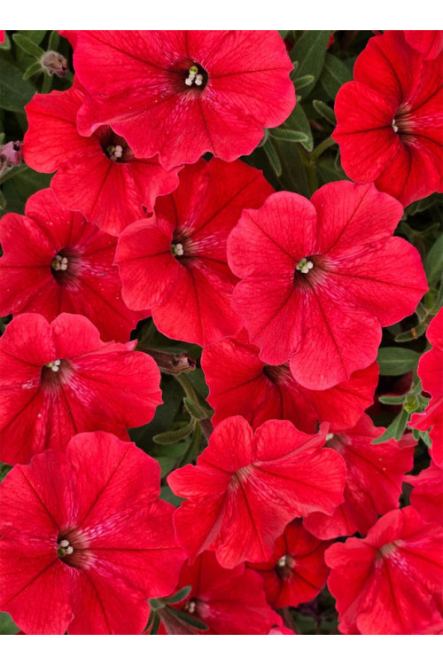 Supertunia Vista 'Strawberry'