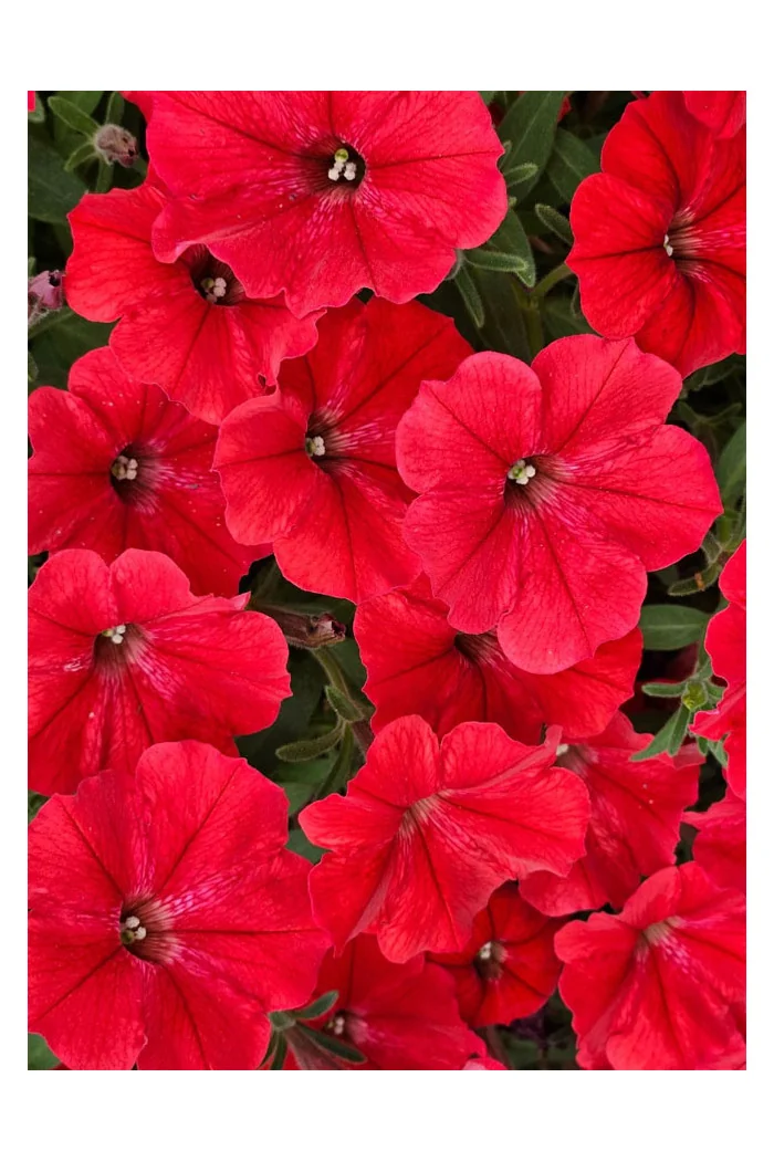 Supertunia Vista 'Strawberry'