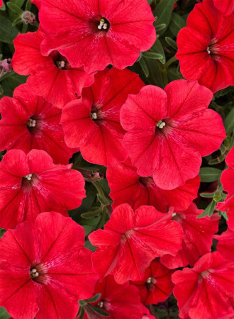 Supertunia Vista 'Strawberry'