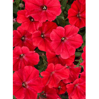 Supertunia Vista 'Strawberry'