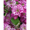 Powojnik 'My Darling' | Clematis
