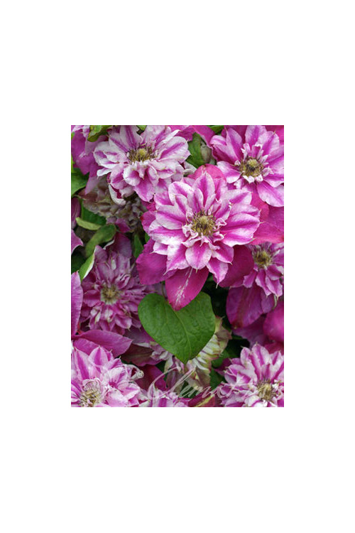 Powojnik 'My Darling' | Clematis