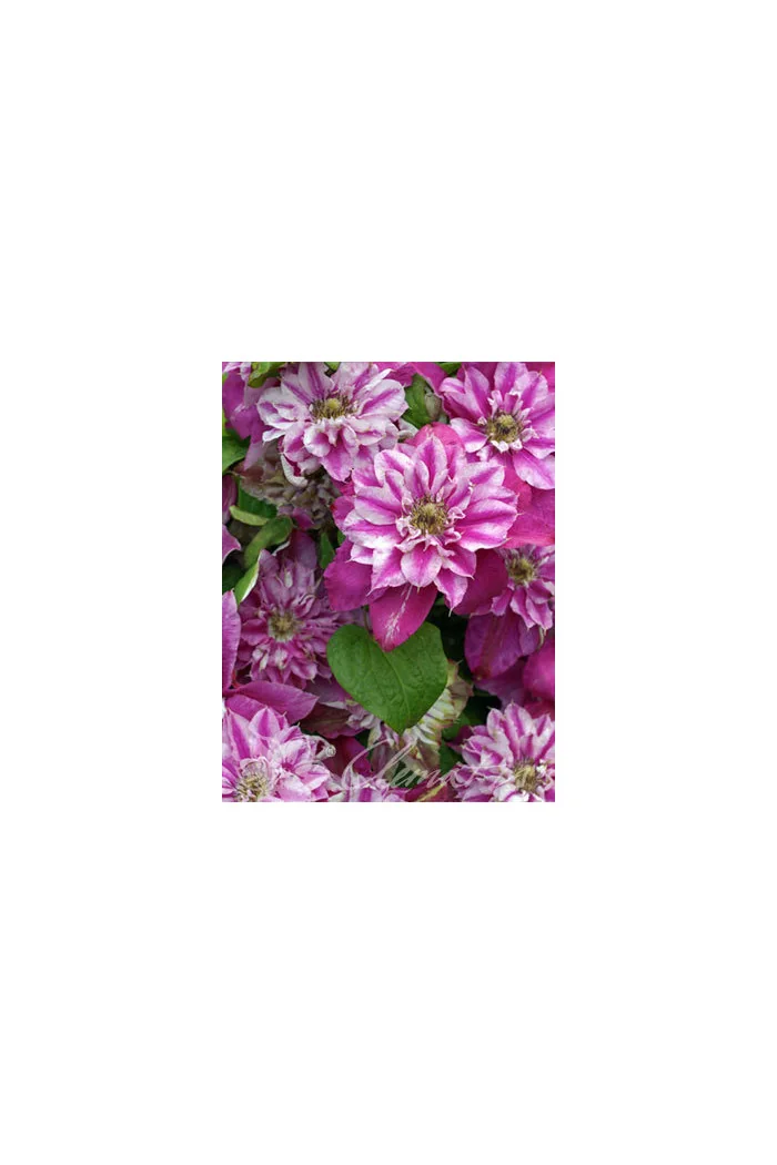 Powojnik 'My Darling' | Clematis