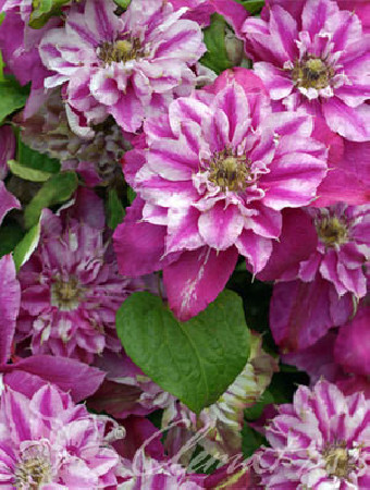 Powojnik 'My Darling' | Clematis