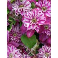 Powojnik 'My Darling' | Clematis