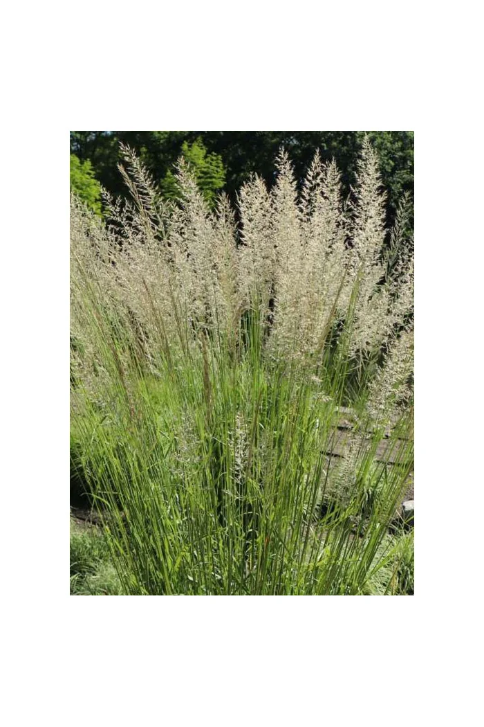 Trzcinnik ostrokwiatowy Waldenbuch – trawa ozdobna do ogrodu całoroczna