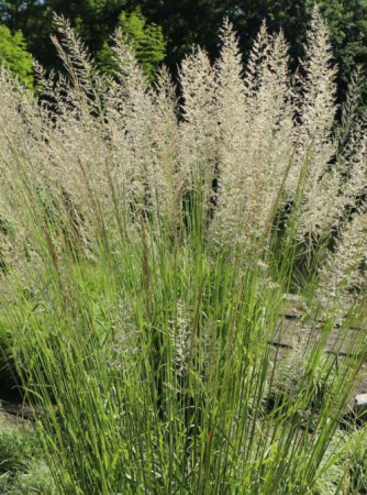 Trzcinnik ostrokwiatowy Waldenbuch – trawa ozdobna do ogrodu całoroczna