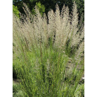 Trzcinnik ostrokwiatowy Waldenbuch – trawa ozdobna do ogrodu całoroczna