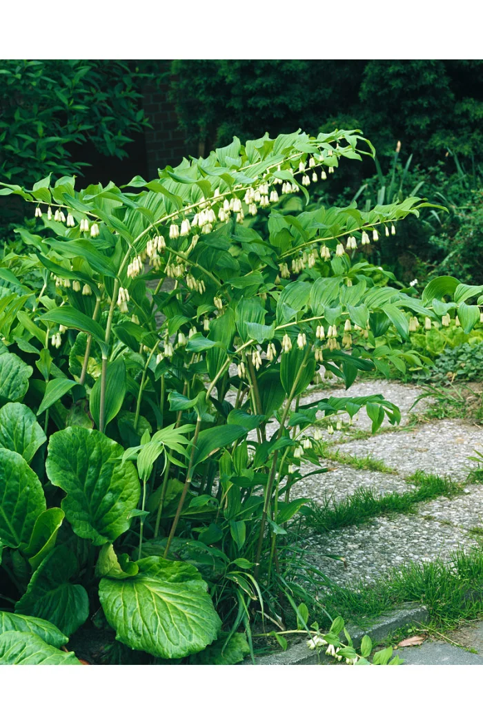 Kokoryczka wielkokwiatowa | Polygonatum multiflorum