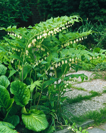 Kokoryczka wielkokwiatowa | Polygonatum multiflorum