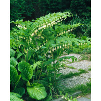 Kokoryczka wielkokwiatowa | Polygonatum multiflorum