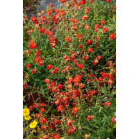 Posłonek ‘Amabile Plenum’ | Helianthemum hybridum