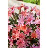 Lewizja długopłatkowa 'Little Peach' | Lewisia longipetala