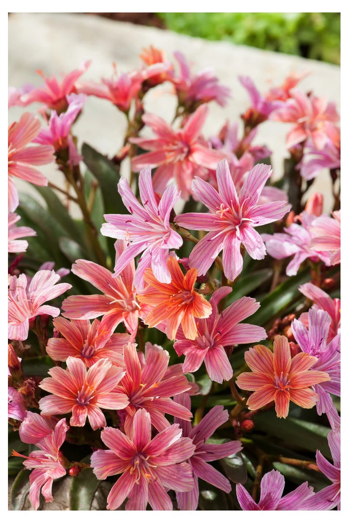 Lewizja długopłatkowa 'Little Peach' | Lewisia longipetala