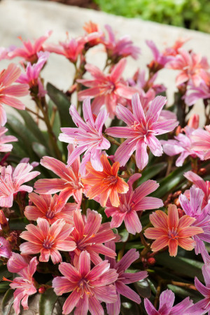 Lewizja długopłatkowa 'Little Peach' | Lewisia longipetala