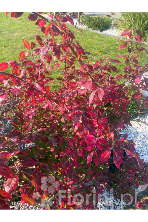 Trzmielina oskrzydlona | Euonymus alatus