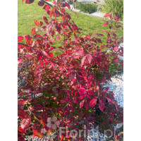 Trzmielina oskrzydlona | Euonymus alatus