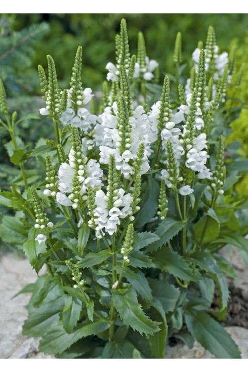 Odętka wirginijska 'Crystal Peak White' | Physostegia virginiana