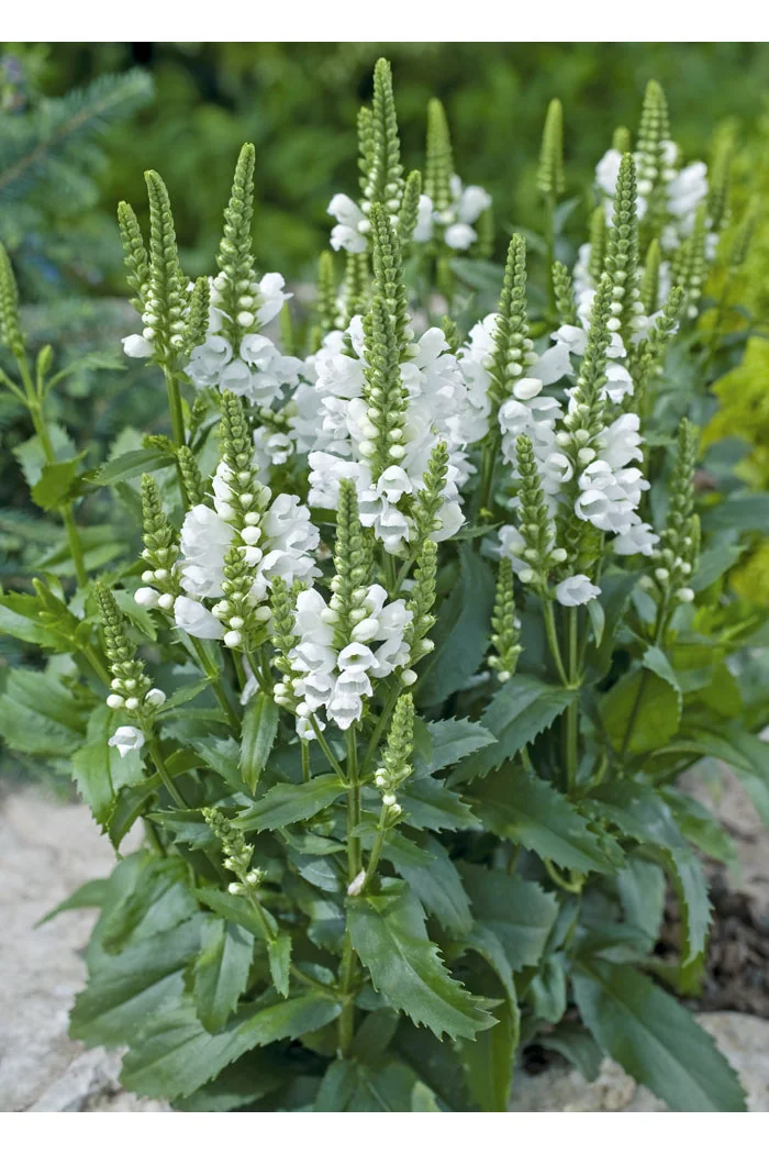 Odętka wirginijska 'Crystal Peak White' | Physostegia virginiana