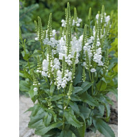 Odętka wirginijska 'Crystal Peak White' | Physostegia virginiana