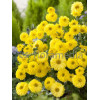 Złocień ogrodowy 'Citrus' | Chrysanthemum indicum