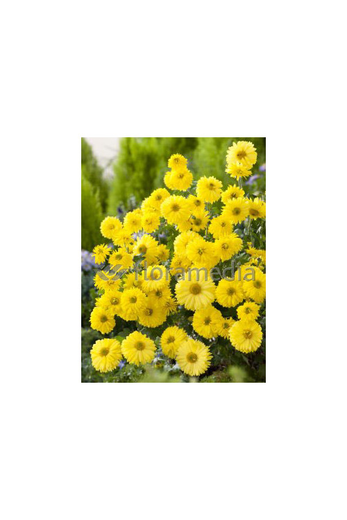 Złocień ogrodowy 'Citrus' | Chrysanthemum indicum