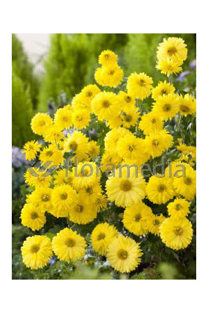 Złocień ogrodowy 'Citrus' | Chrysanthemum indicum