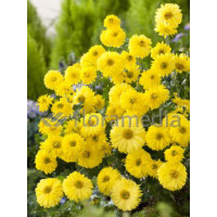 Złocień ogrodowy 'Citrus' | Chrysanthemum indicum