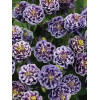 Orlik 'Winky Blue and White Double' | Aquilegia vulgaris