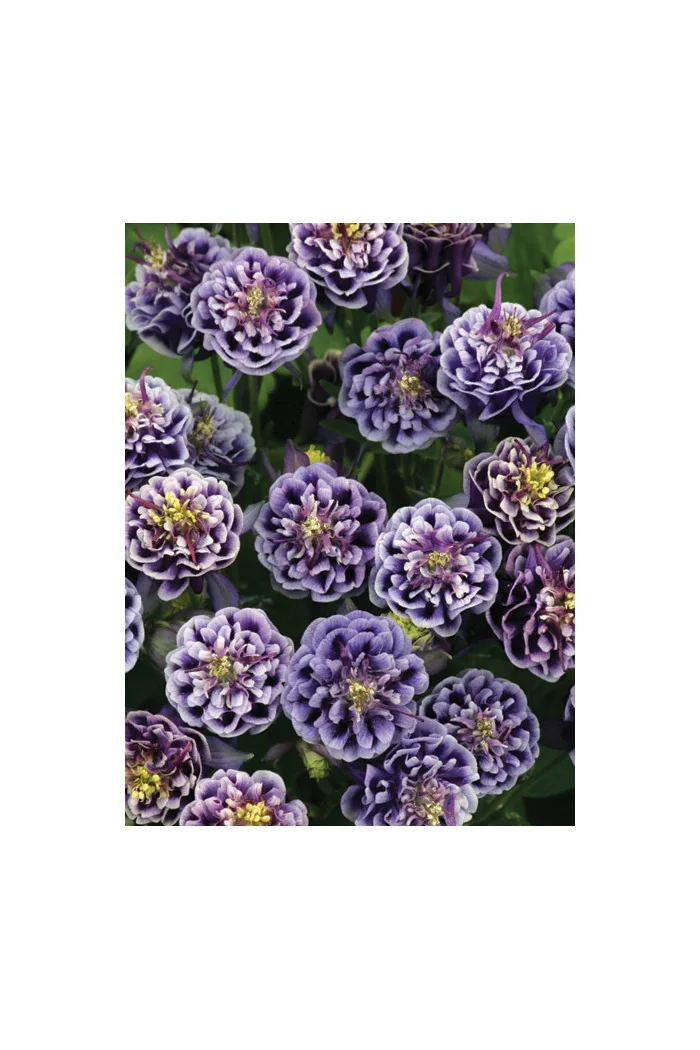 Orlik 'Winky Blue and White Double' | Aquilegia vulgaris