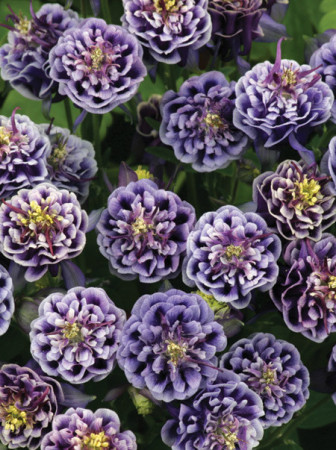 Orlik 'Winky Blue and White Double' | Aquilegia vulgaris