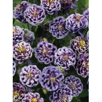 Orlik 'Winky Blue and White Double' | Aquilegia vulgaris