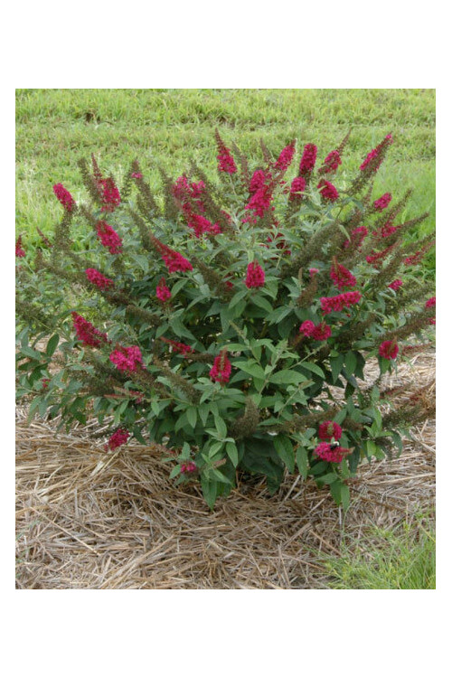 budleja, budleja Petite Blue Heaven, Buddleja, motyli krzew