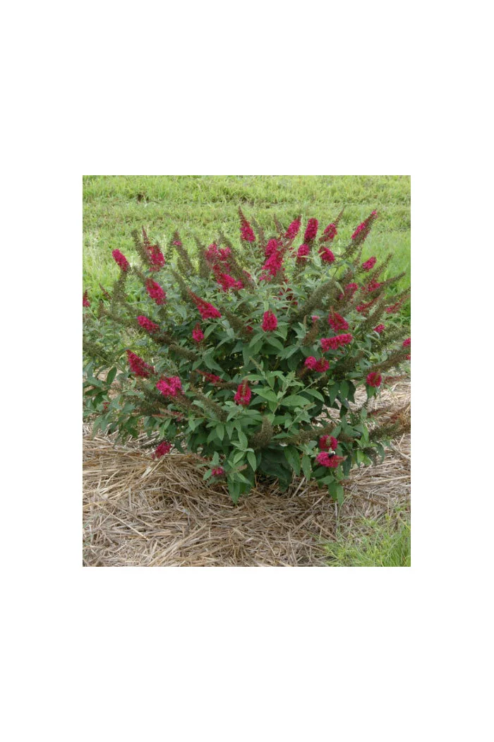 budleja, budleja Petite Blue Heaven, Buddleja, motyli krzew