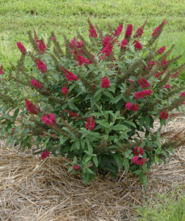 budleja, budleja Petite Blue Heaven, Buddleja, motyli krzew