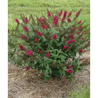 budleja, budleja Petite Blue Heaven, Buddleja, motyli krzew