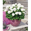Pelargonia rabatowa 'Savannah White' div class'lat' Pelargonium zonale /div