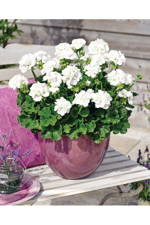Pelargonia rabatowa 'Savannah White' div class'lat' Pelargonium zonale /div