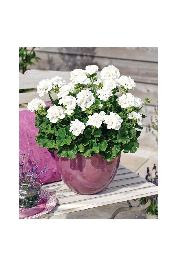 Pelargonia rabatowa 'Savannah White' div class'lat' Pelargonium zonale /div