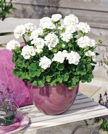 Pelargonia rabatowa 'Savannah White' div class'lat' Pelargonium zonale /div