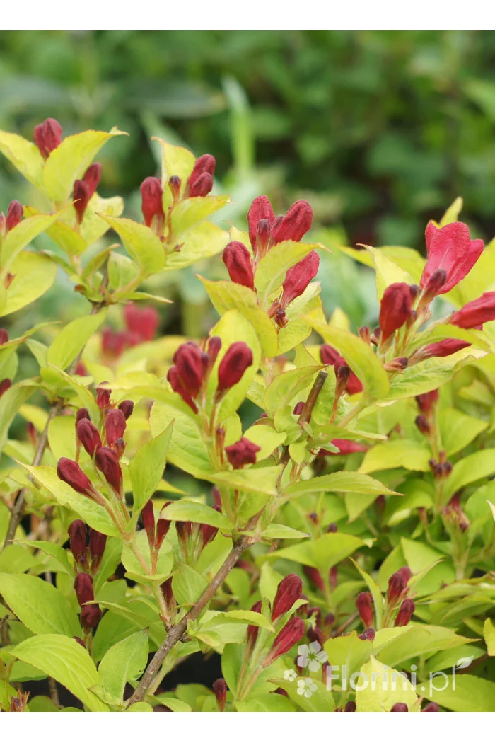 Krzewuszka cudowna 'Olympiade' | Weigela florida