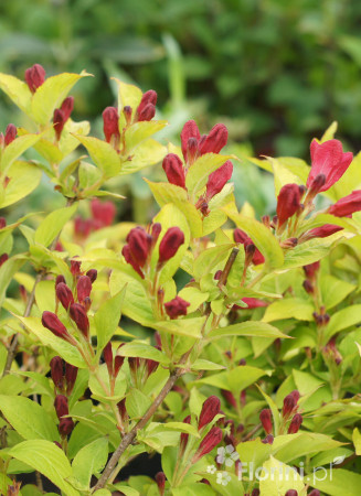 Krzewuszka cudowna 'Olympiade' | Weigela florida
